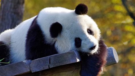 回归二十周年，澳门携手成都熊猫基地全面共推两地大熊猫保护工作走向新阶段 - 知乎