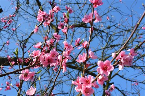春天的桃花 - 免费可商用图片 - CC0素材网
