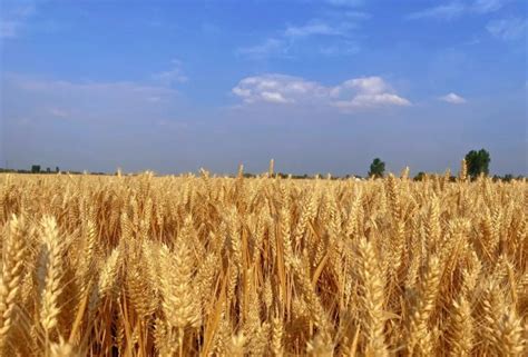 今日小麦收购价一斤多少钱？附最新行情走势分析 - 惠农网
