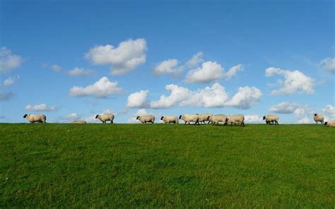 蓝天白云草原上的羊群-千叶网