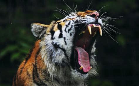 老虎幼崽,孟加拉虎,大群动物,食肉目,濒危物种,虎,野外动物,幼小动物,印度,选择对焦摄影素材,汇图网www.huitu.com