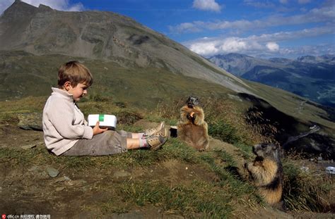 奥地利男孩与高山土拨鼠结下友谊，每年定时探望如同家人