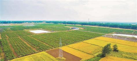 安徽肥东：高效设施农业助力乡村振兴-人民图片网
