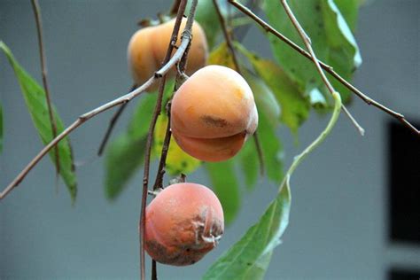 任性！河南这棵柿树上结出成串“辣椒” 网友：想做网红的树-大河新闻