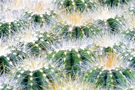 Cacti 仙地植物学绿色荆棘衬套花园多刺肉质植物群绿化尖刺高清图片下载-正版图片320291834-摄图网