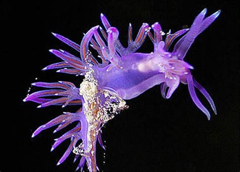 海蛞蝓交配时猛刺配偶大脑喷射化学物质 - 神秘的地球 科学|自然|地理|探索