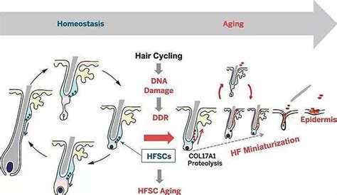 治愈脱发最新重大突破，美研究出DHKE基因治疗脱发|基因|脱发|毛囊_新浪新闻