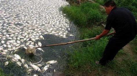 为何长江禁渔10年死了这么多鱼，漂在河面上到处都是，谁干的 - 知乎