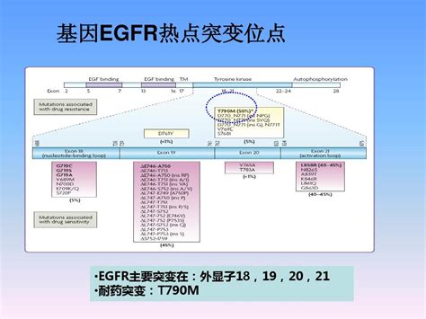 靶向抗癌治疗药物的发展 - 知乎