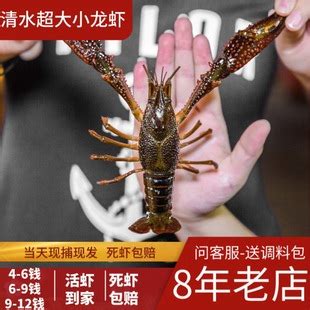 基围虾和普通虾区别,海虾,虾仁(第10页)_大山谷图库