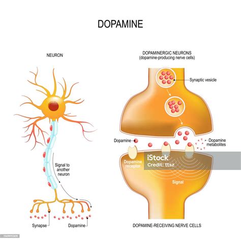 Unraveling the Reward Behavior: Mechanisms underlying the Dopamine ...