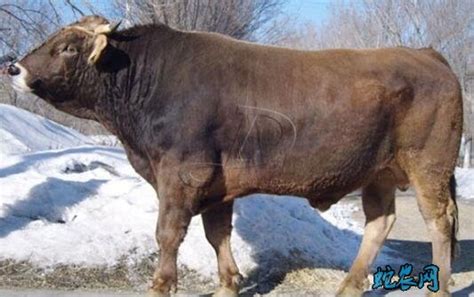 中国十大优良牛品种，延边牛上榜，第五毛色较为少见(3)_排行榜123网