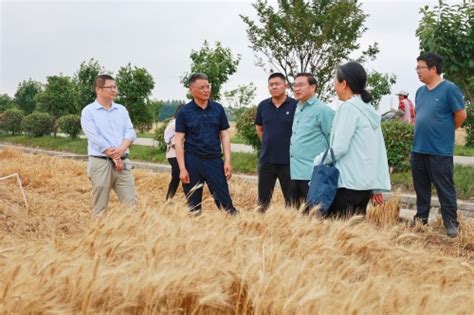 2022-2023年度江苏现代农业（稻麦）产业技术体系无锡推广示范基地项目通过现场测产查验