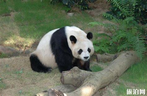 2018年7月武汉动物园还有熊猫吗 武汉动物园熊猫什么时候回来_旅泊网