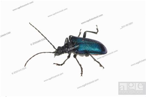 Bockkaefer, Blauschwarzer Kugelhalsbock, Acmaeops collaris, Stock Photo ...