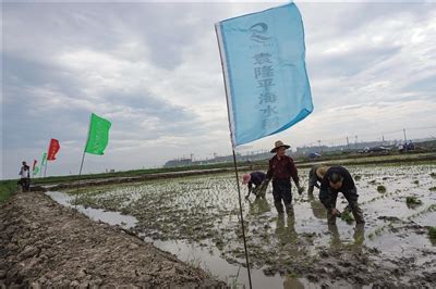 袁隆平团队在柴达木盐碱地试种海水稻-直播吧zhibo8.cc