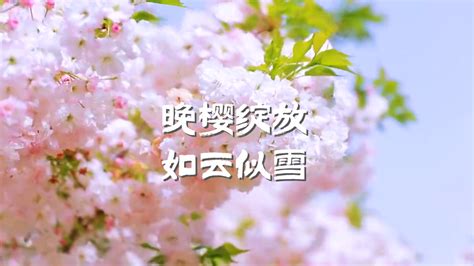 盛开的白色松月樱花,花卉,植物花草,摄影素材,汇图网www.huitu.com