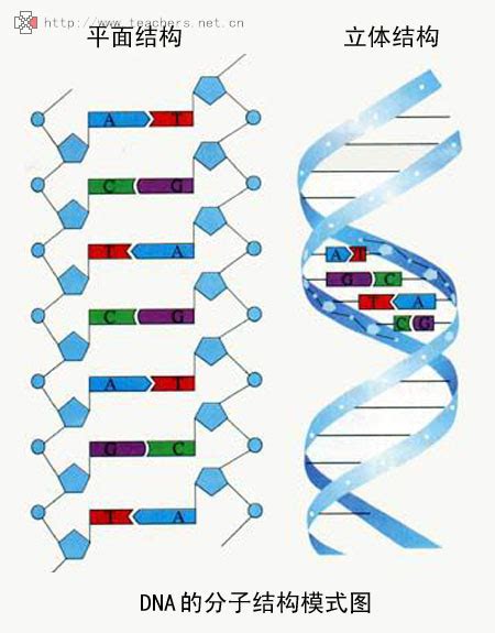 对单链DNA进行处理的方法及应用与流程