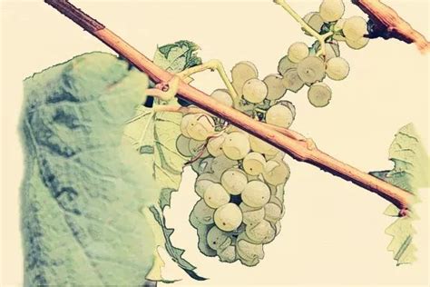 一颗葡萄的一生：从葡萄到红酒必须经历的6个工序 - 知乎