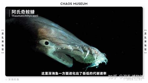 最奇特深海动物 _排行榜大全