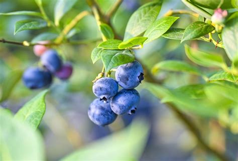 四川省蓝莓产业发展现状分析与对策建议_种植_面积_品种