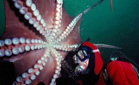 世界上最大的章鱼，北太平洋巨型章鱼(554斤/9.8米)_小狼观天下