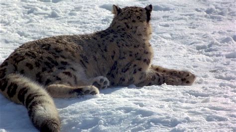 10月23日 · 世界雪豹日-国际环保在线