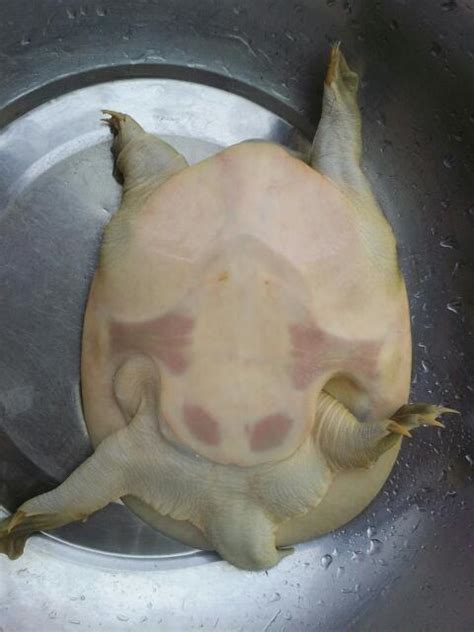 野生甲鱼辨识图片