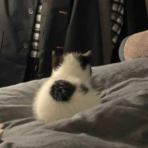 非主流站立猫咪头像