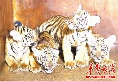 长沙生态动物园为四只虎宝宝征集名字 即日起至9月22日 - 今日关注 - 湖南在线 - 华声在线