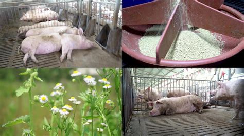 生长育肥猪的饲养管理要点_育肥猪_中国保健养猪网