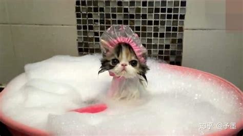 猫洗澡素材-猫洗澡图片-猫洗澡素材图片下载-觅知网
