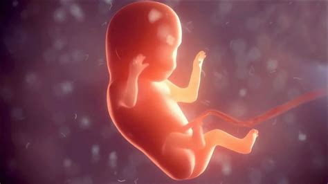 怀胎十月！完整展现胎儿发育全过程，见证生命的诞生