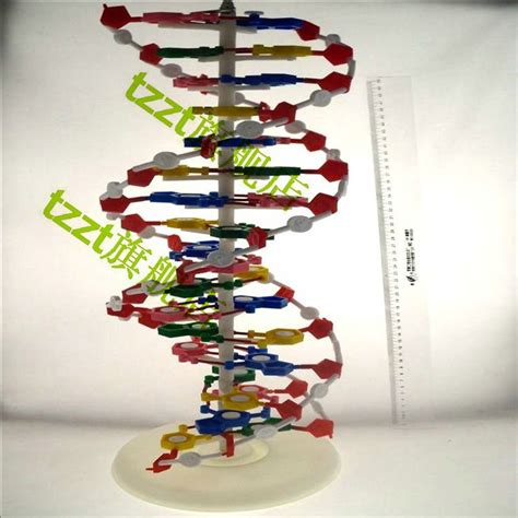 制作DNA 双螺旋结构模型