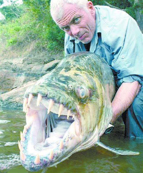湄公河巨型鲶鱼是什么鱼？ - 鱼类百科 - 酷钓鱼