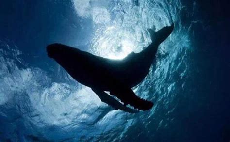 世界上最孤独的鲸鱼：alice鲸鱼还活着吗_探秘志
