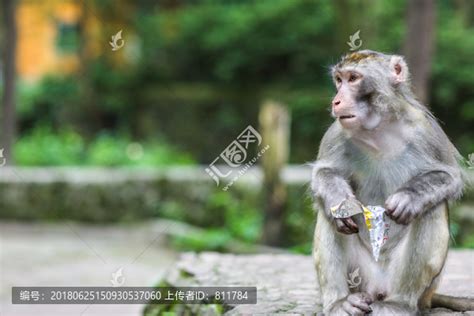 张家界猴子高清图片下载-正版图片500858250-摄图网
