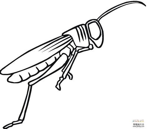 蚱蜢和蚂蚱的区别-农百科