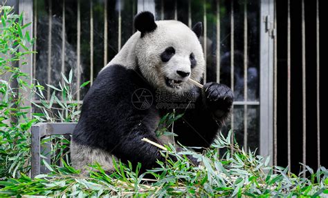 为什么和大熊猫同一时期的动物都灭绝了，但它却活地好好的？