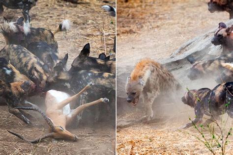 津巴布韦的马纳潭国家森林公园一群野狗和土狼群的晚餐争夺战 - 神秘的地球 科学|自然|地理|探索