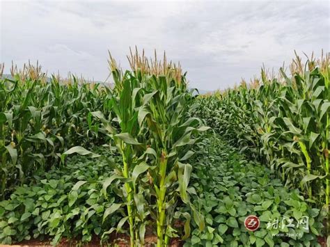 一地双收！会泽县2万余亩大豆玉米带状复合种植助农增收-曲靖珠江网
