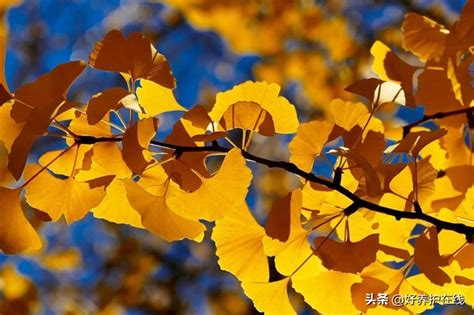 秋天的树叶有哪些,秋天的树叶简笔画,秋天的花有哪些_大山谷图库