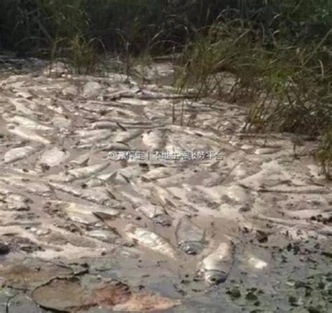 白洋淀上游百亩养鱼场水质变黑臭 5万多斤鱼死亡-新闻中心-南海网