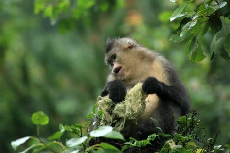 保护生物多样性 300多种珍稀动植物野外种群恢复增长_荔枝网新闻