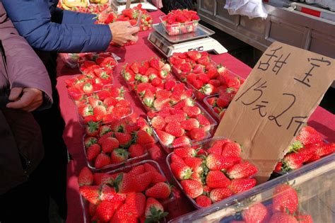 [新闻稿]2023中国草莓品牌大会暨中国草莓展将于3月在上海召开 | 国际果蔬报道