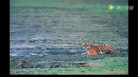 泰国虎豹豺争霸：老虎打架最厉害，生存竞争却输给了豹和豺 - 知乎
