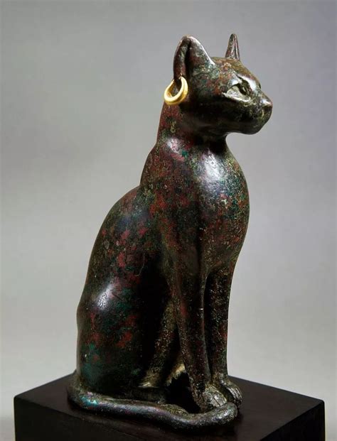 埃及猫图片