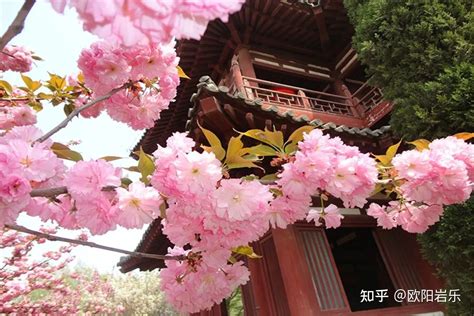 2022西安周边赏花的地方有哪些 热门景点推荐_旅泊网