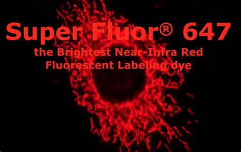 RFP-Booster Alexa Fluor® 647 | Proteintech