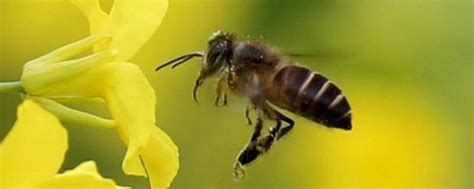 蜜蜂的特点有哪些，详细介绍 - 农敢网